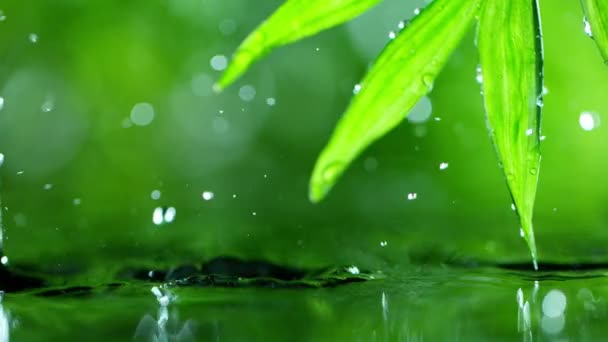 fresh green leaves with water drops over the water , relaxation with water ripple drops concept , slow motion - Footage, Video