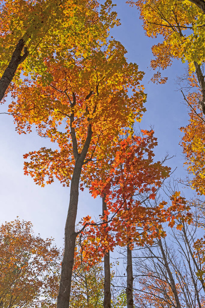 Color Transitions Against a Blue Sky in the  Louis M Groen Nature Preserve in Johannesburg, Michigan; - Fotoğraf, Görsel