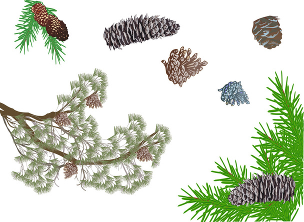 isolated pine branches and cones collection - Vector, Image