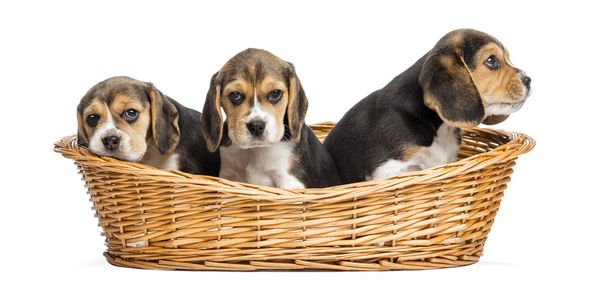 Tree Beagle puppies in a wicker basket, isolated on white - Photo, Image