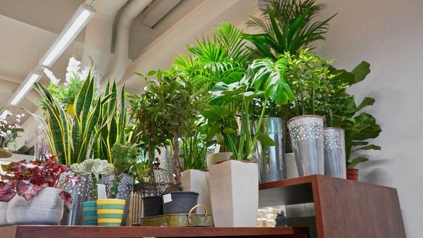 Beautiful green house plants in flower shop. - Photo, Image