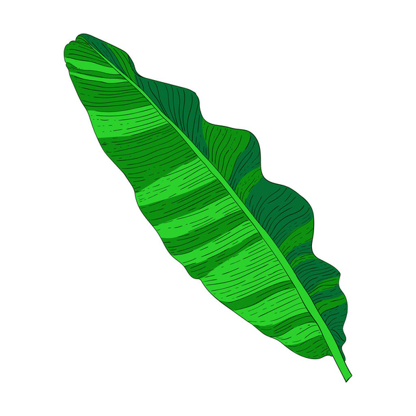 Color sketch of a leaf of a tropical plant. Single image of a banana leaf on a white background. Suitable for prints and posters. - Вектор,изображение
