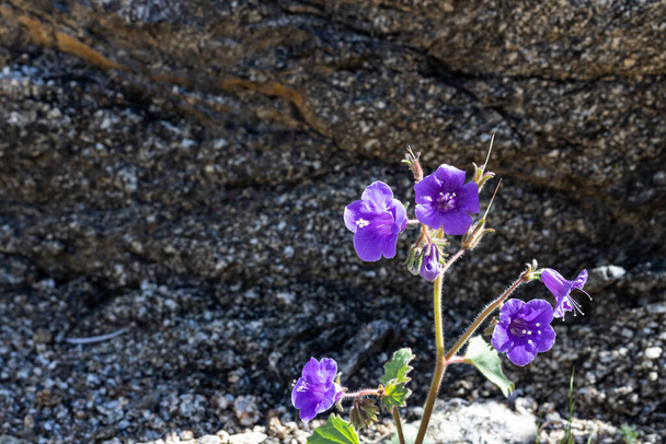 カンタベリー小さな明るい青紫色の春と2年生の野の花を鐘、干ばつ耐性のネイティブ植物を閉じます. - 写真・画像