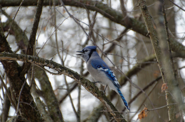 Blue Jay (Cyanocitta cristata) perched in a tree - Foto, afbeelding