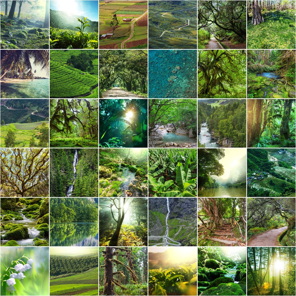 Green collage - Foto, afbeelding