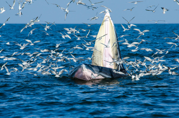 Alimentação de baleias de Bryde
 - Foto, Imagem