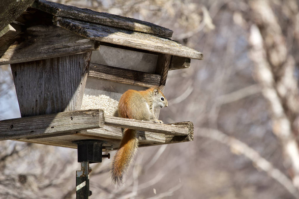 Widok profilu czerwonej wiewiórki siedzącej na rustykalnym drewnianym karmniku dla ptaków zawierającym nasiona krokosza barwierskiego - Zdjęcie, obraz