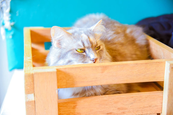 Portret van grijze kat probeert te slapen op oude houten plank thuis, dieren concept - Foto, afbeelding