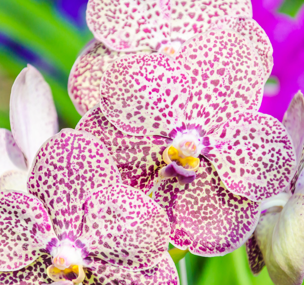 Красивые цветы орхидеи в цветочном магазине
 - Фото, изображение
