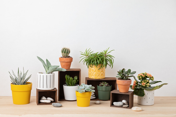 Collection of various succulents and plants in colored pots. Potted cactus and house plants against light wall. The stylish interior home garden - Photo, Image