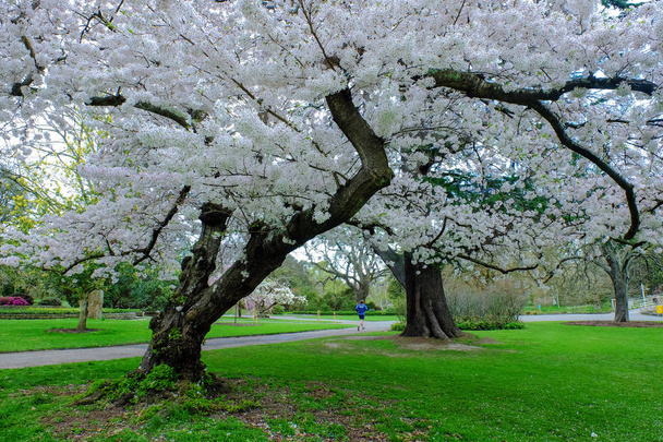 In October, Christchurch,New Zealand,many cherries were blooming. - Photo, Image