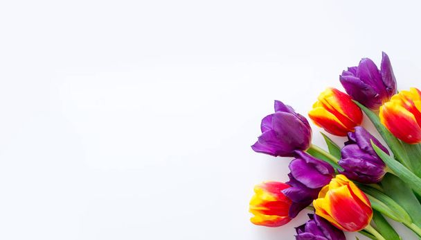 tulipanes amarillo rojo púrpura sobre un fondo blanco. Marco para tarjeta de felicitación con lugar para texto
. - Foto, imagen