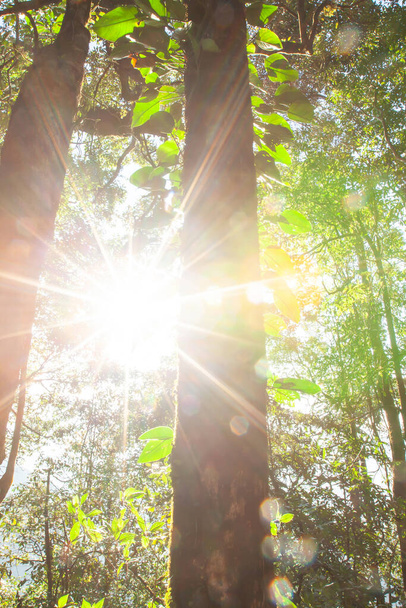 Varázslatos örökzöld erdő napkeltekor, ragyogó nap ragyog az epifitákon és trópusi növényeken keresztül az öreg fák törzsében. Doi Phu Kha Nemzeti Park, Nan, Thaiföld. - Fotó, kép