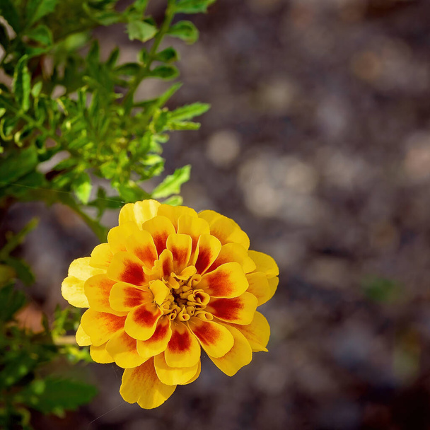 Желтый цветок Мэриголд с рисунком оранжевого цвета на лепестках
 - Фото, изображение