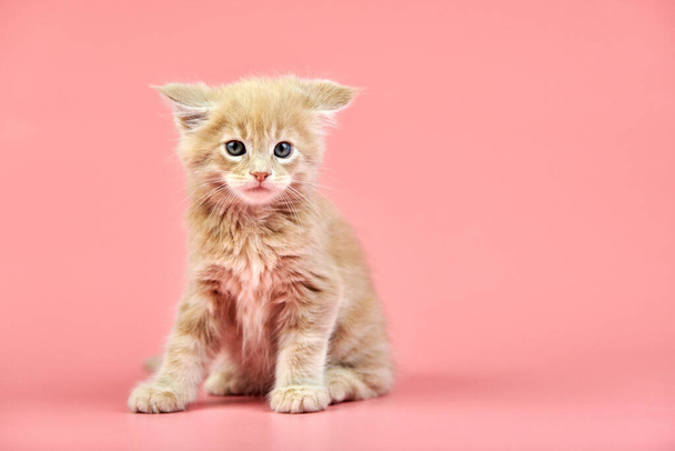 Кошеня з кукурудзяного крему. Маленький короткохвостий чистокровний кіт на рожевому фоні. Бежеве волосся приваблює кошеня з нового приплоду.. - Фото, зображення