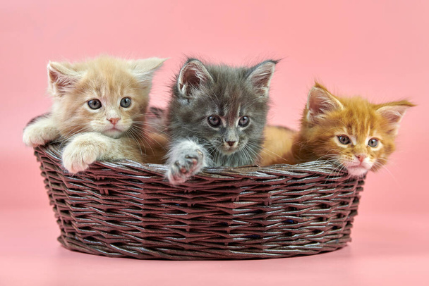 Trzy kociaki Maine Coon w kolorze kosza, śmietany, czerwonego i szarego płaszcza. Słodkie krótkowzroczne koty czystej krwi na różowym tle. Imbir, beż i siwe włosy atrakcyjne kotki z nowego miotu. - Zdjęcie, obraz
