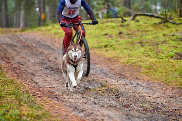 Motociclismo carrera de mushing perro. Husky perros de trineo tirar de una bicicleta con perro mosher. Competencia de otoño
. - Foto, Imagen