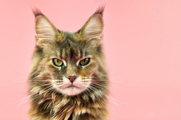 Maine Coon tartaruga gato, close up cópia espaço retrato. Adulto fêmea maine casulo puro gato no fundo rosa. Tortie gato shorthair com olhar engraçado
. - Foto, Imagem
