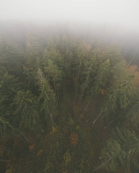 Aerial view of wild spruce and fir forest trees. - Photo, Image