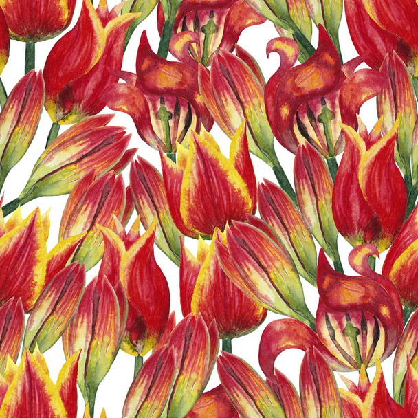 Seamless pattern of realistic red tulips' heads in chaotic order. Wild budding buds and blossoming flowers. Watercolor hand painted isolated elements on white background. - Valokuva, kuva