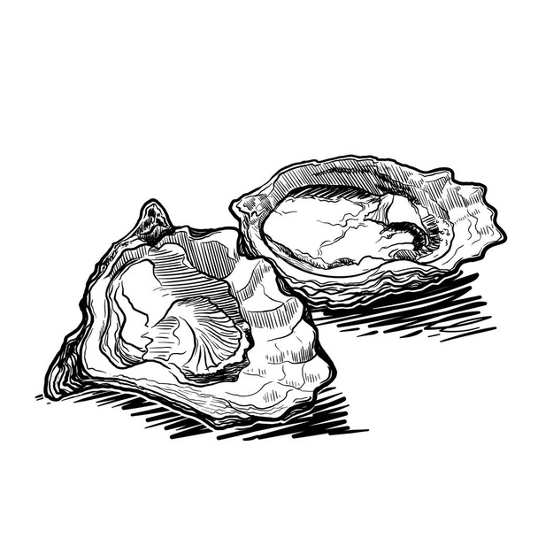 Offene Austern. Lineare Skizze isoliert auf weißem Hintergrund. Eps10-Vektorillustration - Vektor, Bild