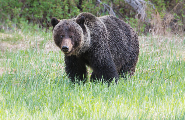 vadon élő grizzly medve, természet, állatvilág   - Fotó, kép
