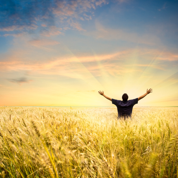 человек на пшеничном поле - Фото, изображение