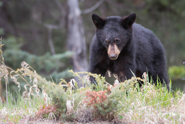 Чорний Ведмідь у дикій природі. Природа, фауна  - Фото, зображення