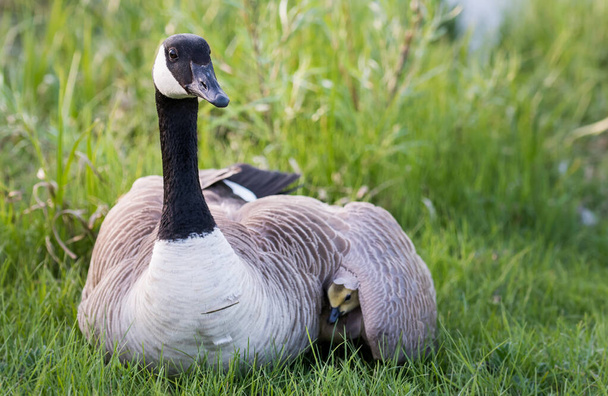 Canada geese  in wild, birds. Nature, fauna  - Foto, Imagen