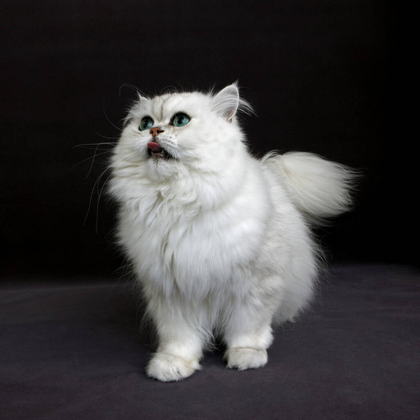 Chinchilla Persian Domestic Cat with Green Eyes, Cat standing agaisnt Black Background   - Foto, afbeelding
