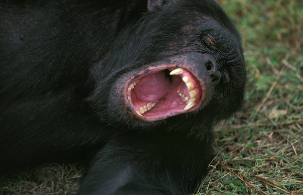 Chimpansee, pantroglodieten, Volwassen liggend, Geeuwen   - Foto, afbeelding