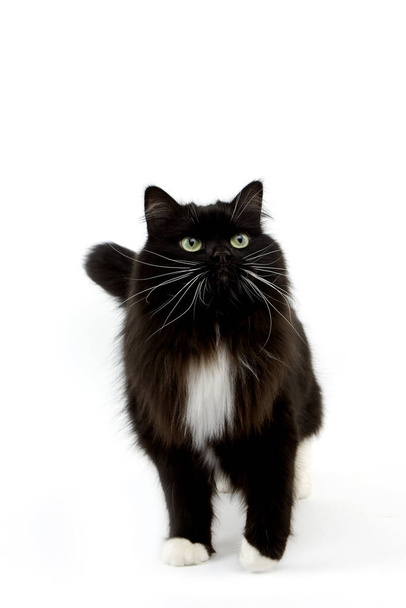 Black and White Siberian Domestic Cat, Female against White Background    - Foto, afbeelding