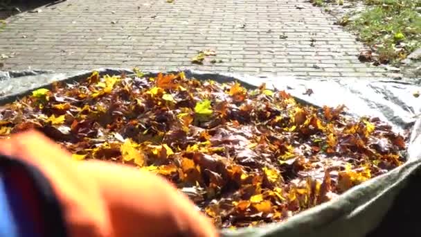 gardener hand pulling large pile of leaves in autumn - Video