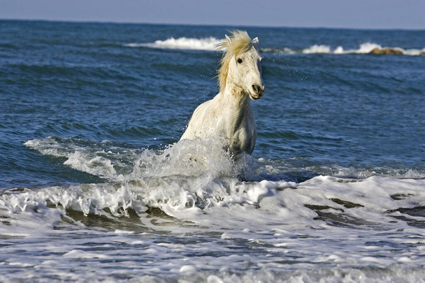 Камаргський кінь у хвилях, Сент - Марі - де - ла - Мер у Камарзі, на півдні Франції.   - Фото, зображення