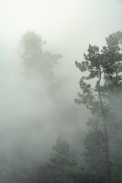 Fa és hegyek a ködben - Fotó, kép