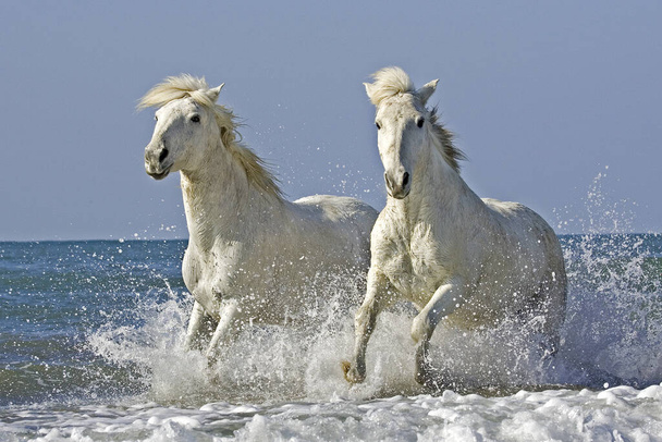 Camargue Horse Galloping rannalla, Saintes Maries de la Mer, Camargue Etelä-Ranskassa
   - Valokuva, kuva