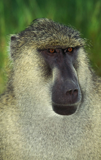 Chacma Baboon, papio ursinus, Portrait of Male, Kurger Park in South Africa   - Photo, image