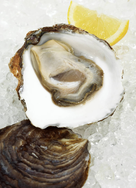 French Oyster called Belon, Fresh Seafood on Ice   - Φωτογραφία, εικόνα