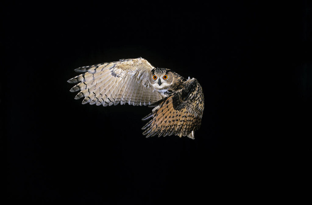 EUROPEAN EAGLE OWL bubo bubo FLYING   - Fotó, kép