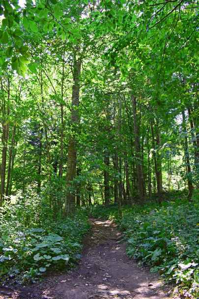 Eine Straße in einem schönen grünen Laubwald. Ein Weg zwischen Bäumen, Büschen, Gräsern. Landschaft an einem sonnigen Sommertag. Vertikale Fotografie. - Foto, Bild