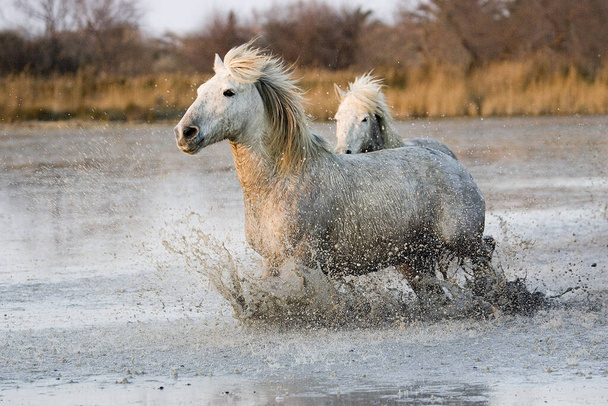 Camargue Horses, Trotting through Swamp, Saintes Marie de la Mer Camarguessa, Etelä-Ranskassa
   - Valokuva, kuva