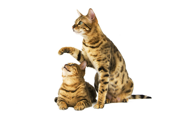 Brown Spotted Tabby Bengal Domestic Cat, Adults playing  against White Background   - Photo, Image