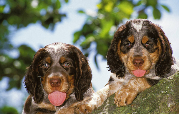 Picardy Spaniel Puppies natural background - Foto, Bild