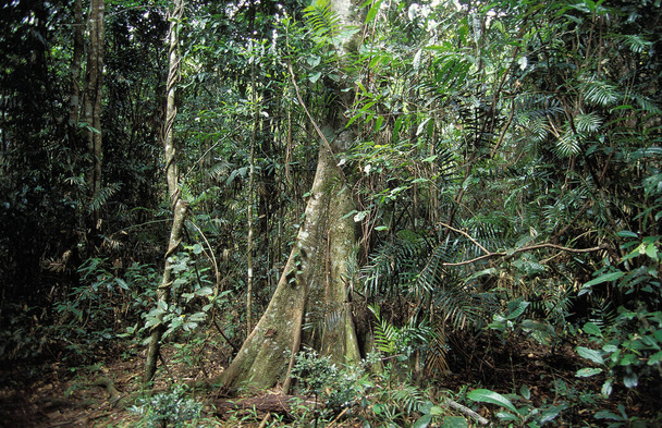 Forêt tropicale dans le nord de l'Australie
   - Photo, image
