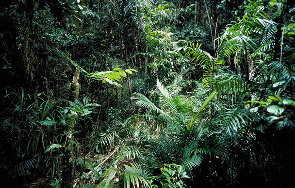 Rainforest in the North of Australia   - Photo, image