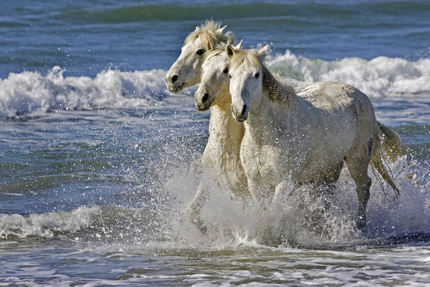 Cavalo Camargue, Adultos Trotting on the Beach, Saintes Marie de la Mer em Camargue, no sul da França
   - Foto, Imagem