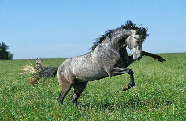 Cavalo Lusitano, Garanhão Bucking
  - Foto, Imagem