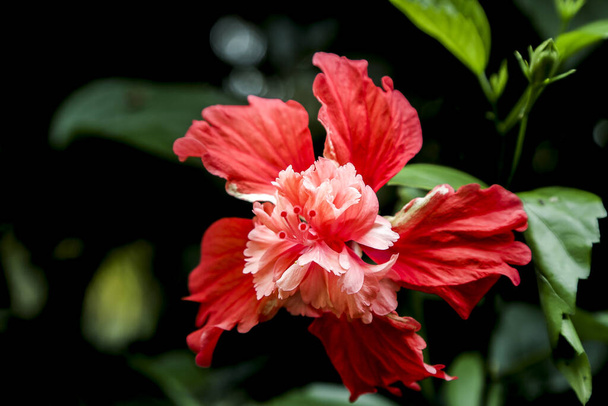 beautiful red flower in the garden - 写真・画像