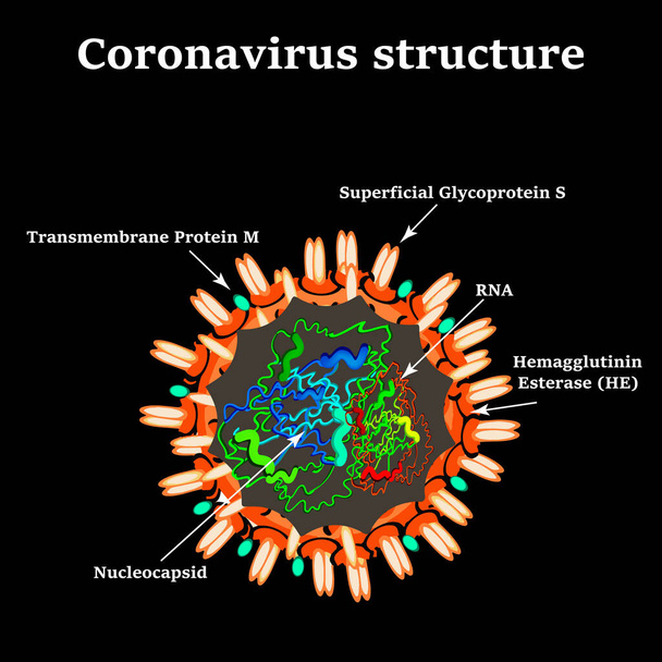 コロナウイルス。中国のコロナウイルスの構造。インフルエンザウイルスだ。フル。ベクターイラスト. - ベクター画像