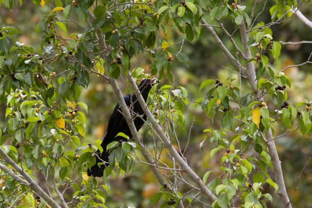 Ένα αρσενικό ασιατικό κοχύλι κοιτάζει προσεκτικά σε ένα κλαδί δέντρου. - Φωτογραφία, εικόνα